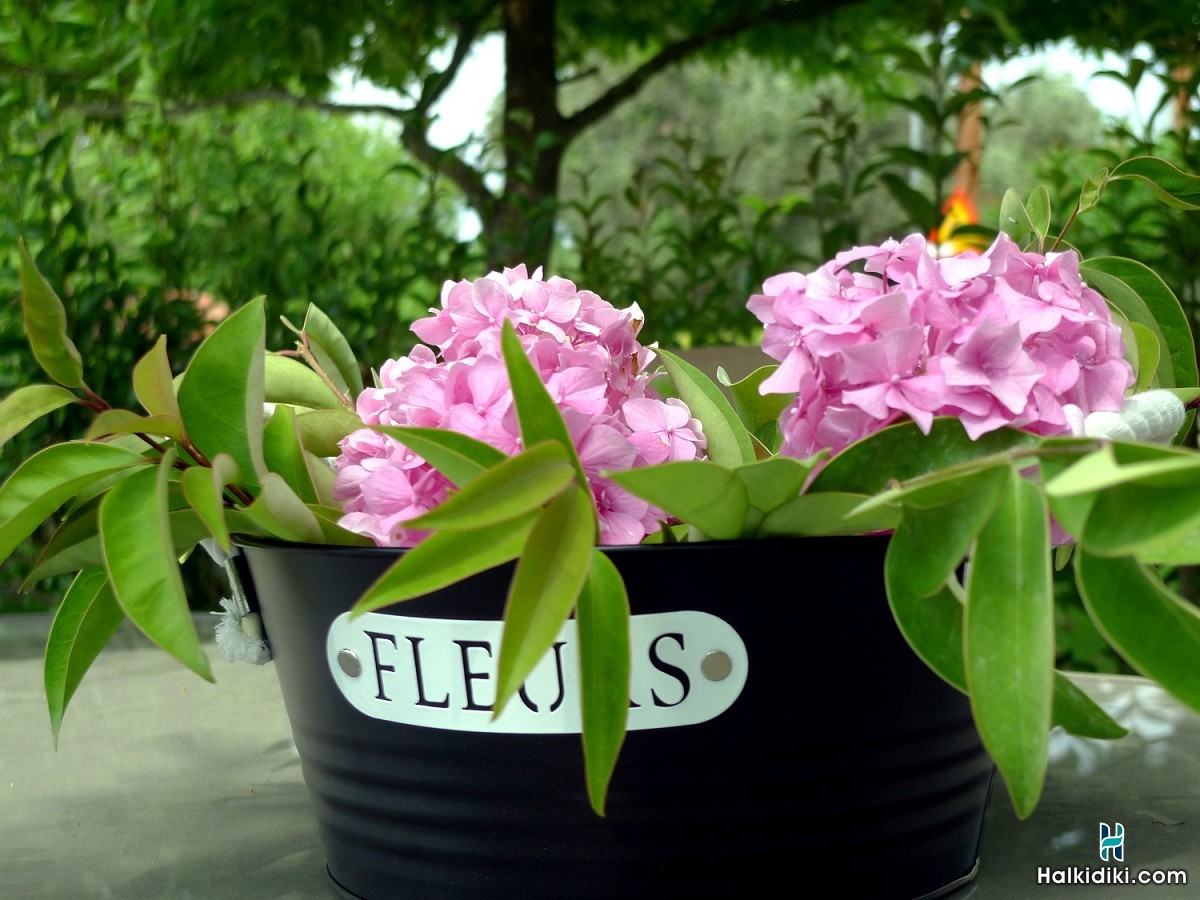 Elea Garden, Διαμέρισμα στη Βουρβουρού, στη χερσόνησο της Σιθωνίας