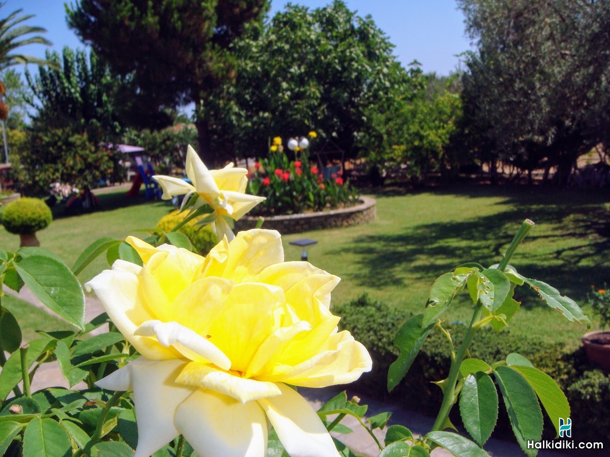 Jenny's Garden, Ο Κήπος