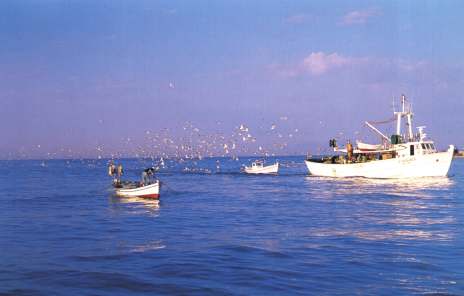 Sunrise at Nea Moudania. A fishers boat is coming, accompanied by sea-gulls