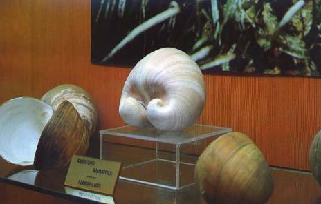 "Isokardio" , a rare shell of the "Greek shells" collection at Nautical club of Nea Moudania