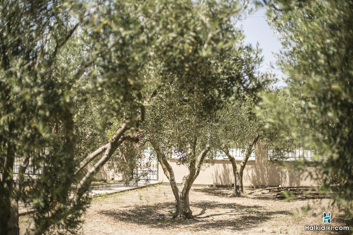 Olive Tree Apartments, 