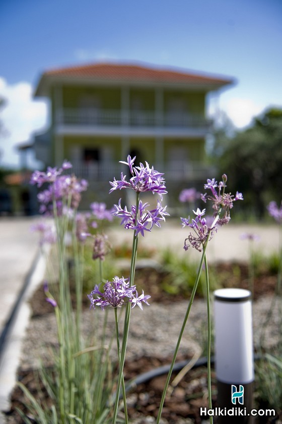 Olivegrove House, Olivegrove House