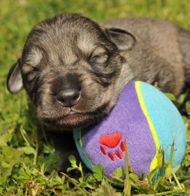 puppy dog