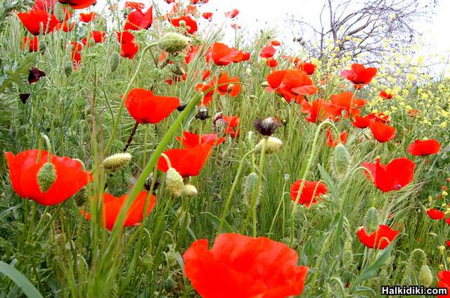 Flowers over the mountain1