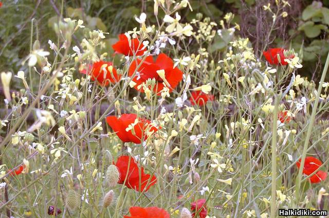 Flowers over the mountain 2