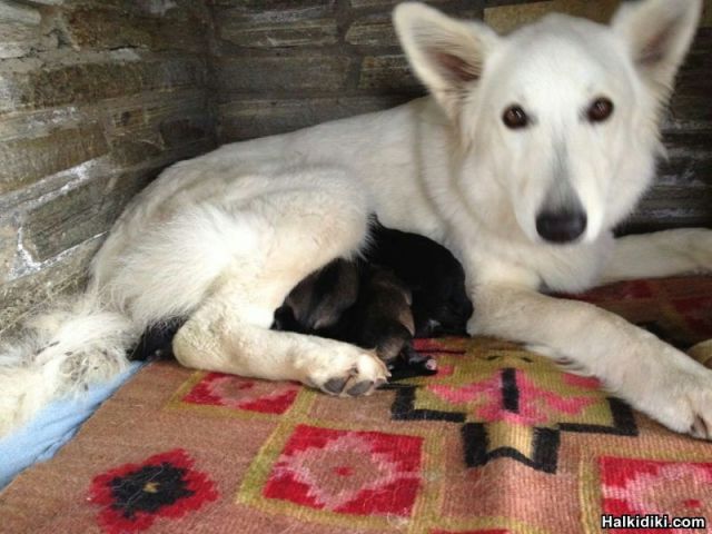 Mother with puppies