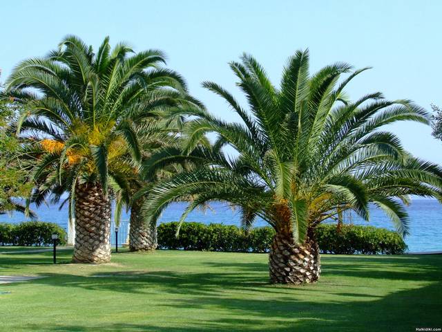 Pefkohori_-_palms