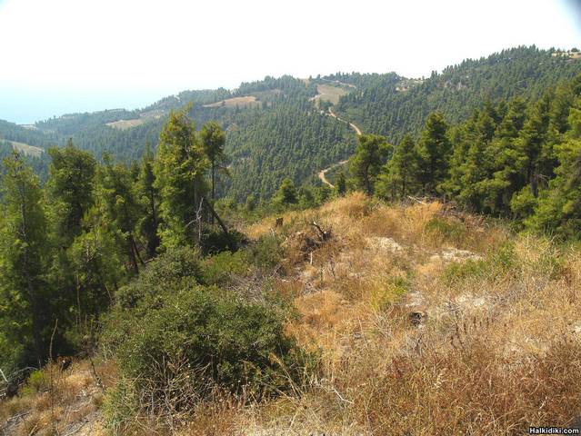 The_road_to_Agois_Paraskevi_along_the_spine_of_Kassandra