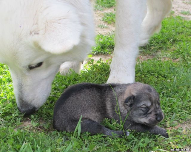 Mother with puppy