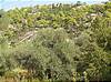 Boulders_and_pines_sithonia.jpg