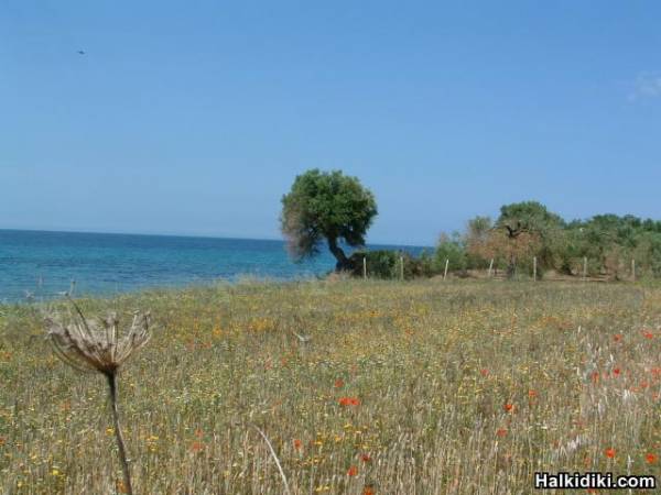 wild flowers