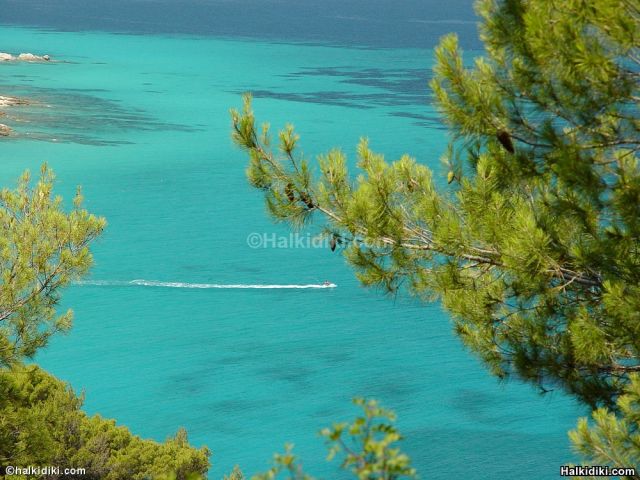 Sithonia, pine trees and blue waters