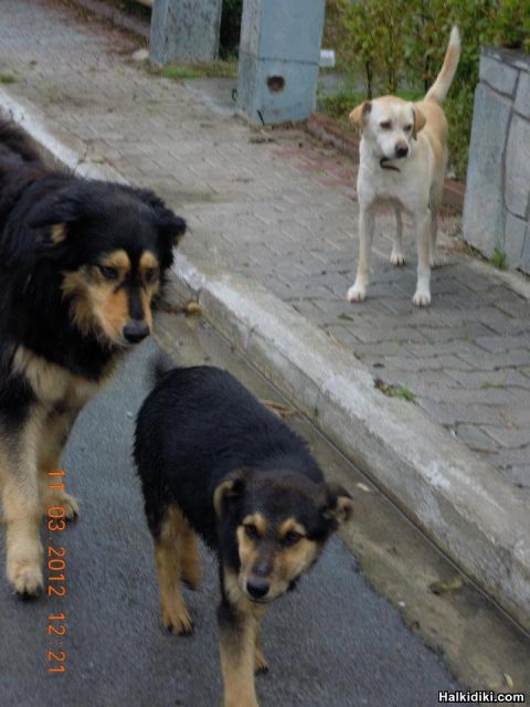 April 2013 - Tragedy at FOURKA, Halkidiki