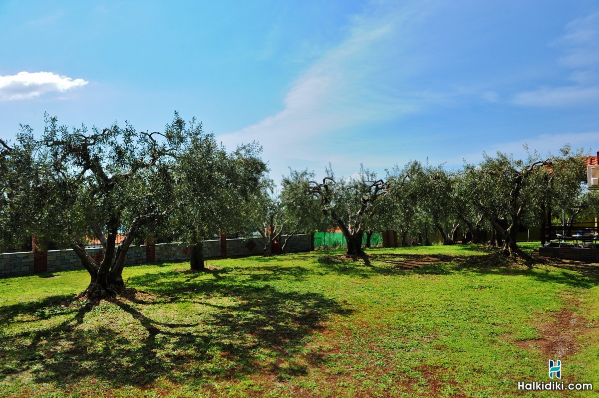 Sunday Summer Resort , Κήπος