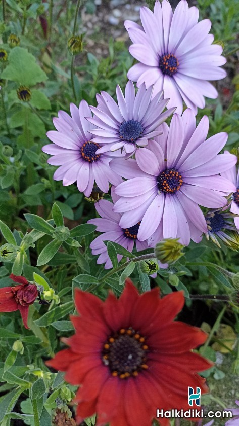 Villa Dallas, Apartments in Vourvourou, Sithonia